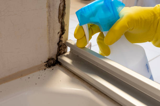 Best Residential Mold Removal  in West Dundee, IL