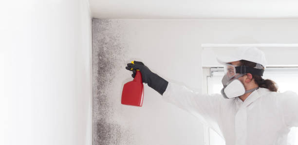Best Local Mold Removal Service  in West Dundee, IL