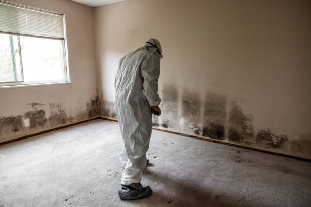 Best Crawl Space Mold Removal  in West Dundee, IL