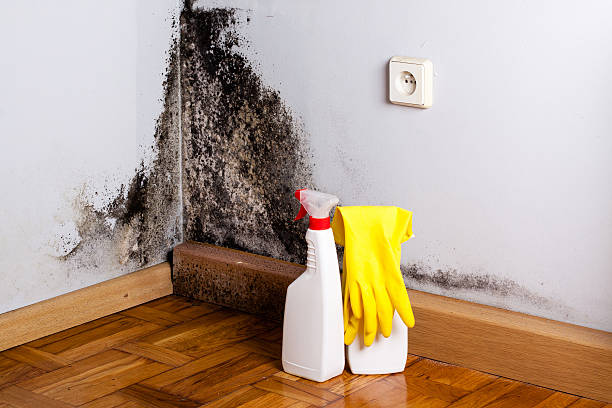 Mold Removal and Inspection in West Dundee, IL